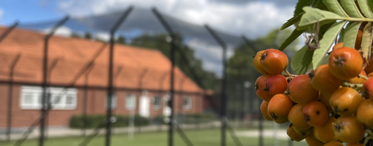 Bild på en rönnbärsklase och ett SiS-hem med stängsel i bakgrunden.