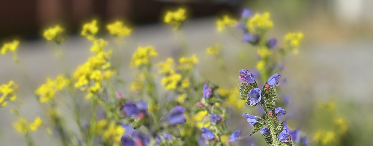 Gula och lila blommor vid vägkant.
